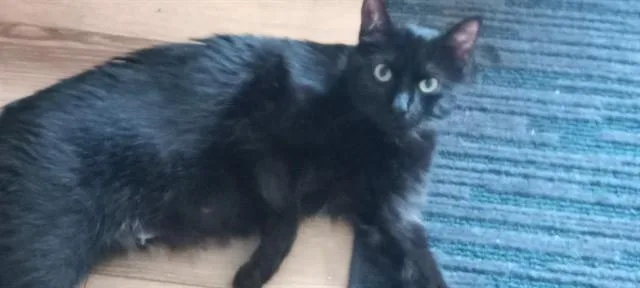 A young medium-sized female Domestic Short Hair cat named Ginny for adoption in Pueblo, CO