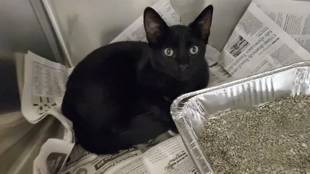 A young medium-sized male Domestic Short Hair cat named Lovage for adoption in Aurora, IL