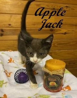 A baby medium-sized male Tuxedo cat named Apple Jack for adoption in Southern Pines, NC