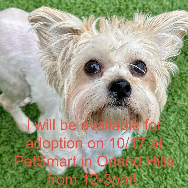 An adult small-sized female White / Cream Mixed Breed dog named Winnie for adoption in Matteson, IL