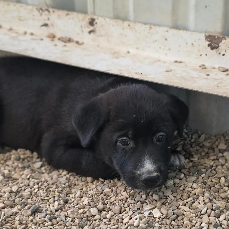 A baby medium-sized male Black German Shepherd Dog dog named Jinx JuM for adoption in Austin, TX