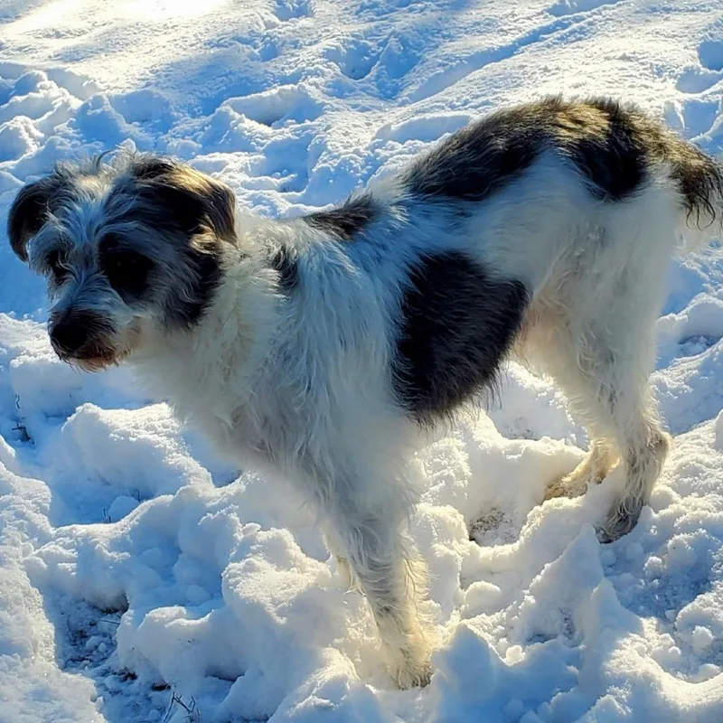 An adult medium-sized male White / Cream Border Collie dog named Wes for adoption in Gulfport, MS