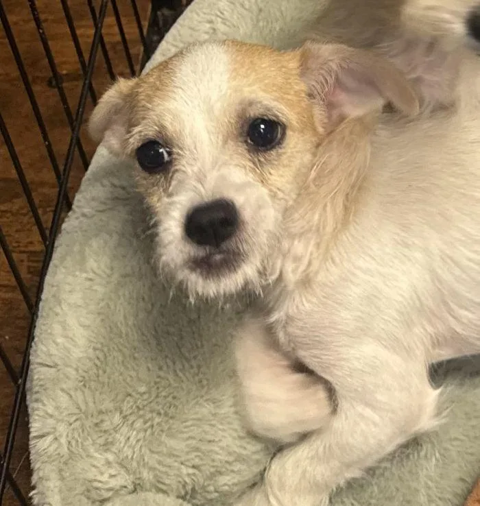 A young small-sized female Cairn Terrier dog named Zelda for adoption in Hilton Head Island, SC