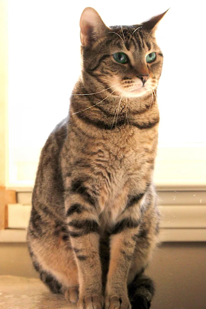 An adult medium-sized female Tabby cat named Allyson for adoption in Buford, GA