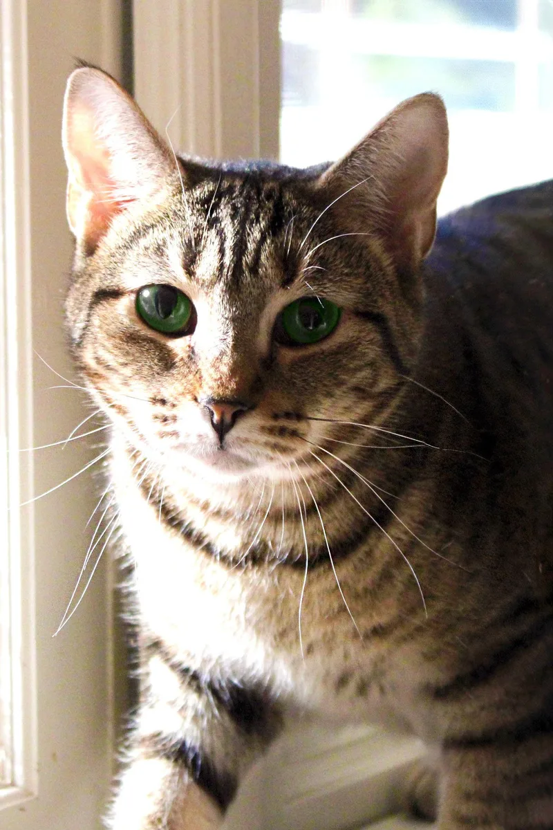 Allyson thumbnail 3
