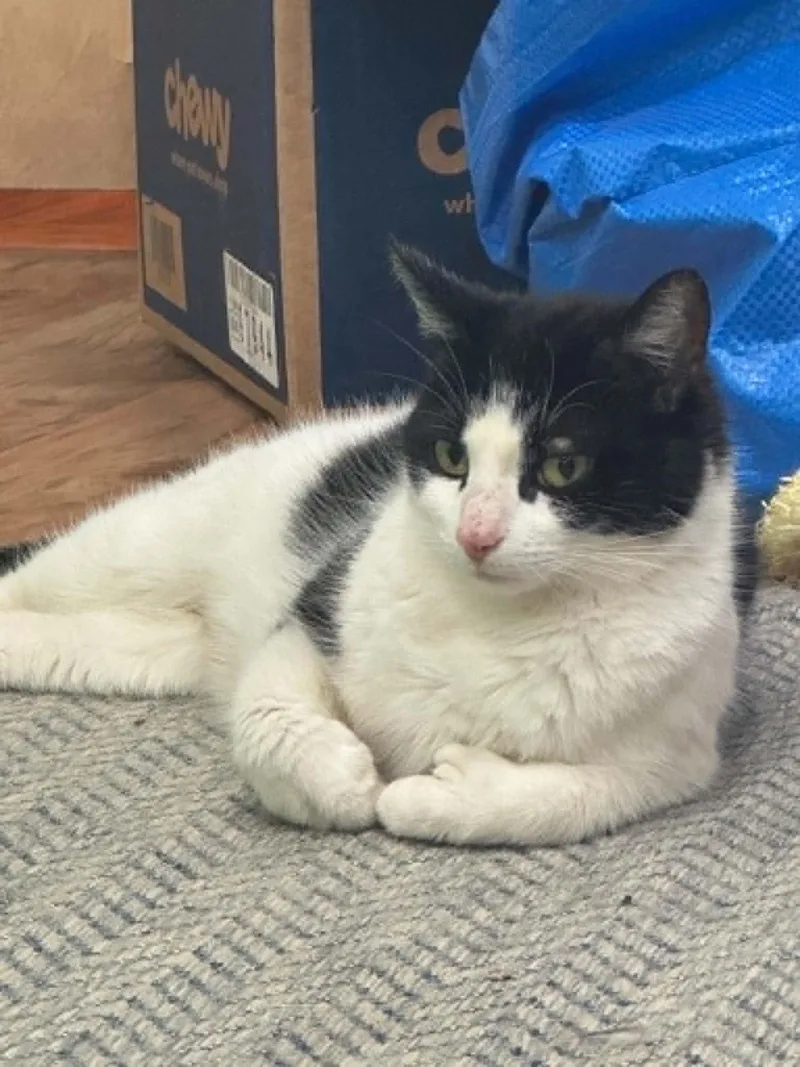 An adult medium-sized female Black & White / Tuxedo Domestic Short Hair cat named May Ct Residents Only for adoption in Norwich, CT