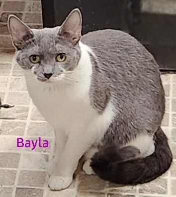 Bayla thumbnail 3