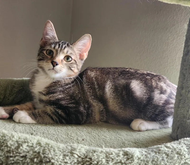 A baby medium-sized male Domestic Short Hair cat named Arnie for adoption in Salt Lake City, UT