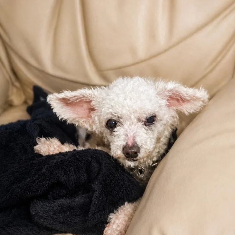 A senior small-sized female White / Cream Miniature Poodle dog named Louise for adoption in Houston, TX