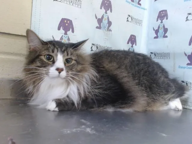 A young large-sized male Maine Coon cat named Chase for adoption in Orlando, FL