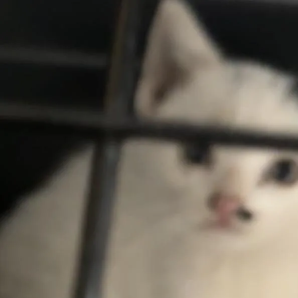 A baby small-sized male White Domestic Short Hair cat named Stanford for adoption in Brooklyn, NY
