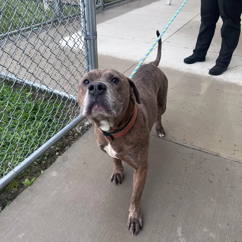 An adult large-sized male Brindle American Bully dog named Found for adoption in Liberty, MO