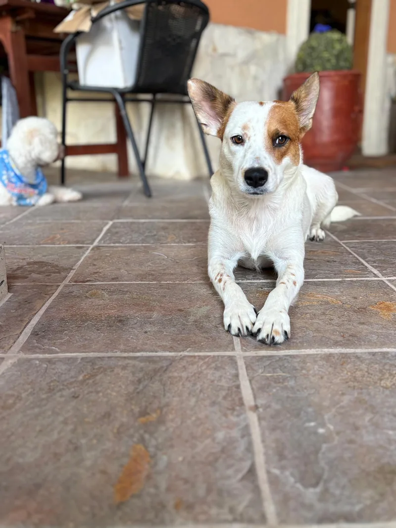 A young medium-sized female Golden Jack Russell Terrier dog named Dawn for adoption in MISSION, TX