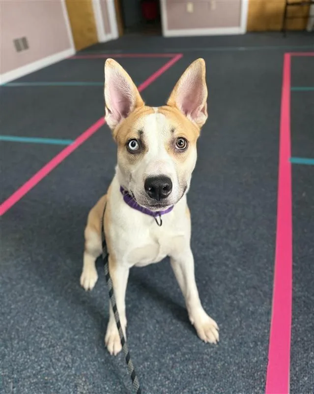 A young medium-sized male Husky dog named Bluey for adoption in Gloversville, NY