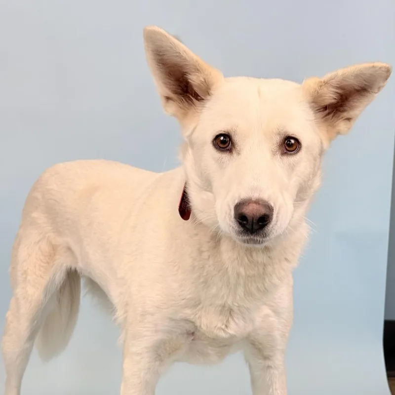 An adult medium-sized female White / Cream Shepherd dog named Eli for adoption in Portland, OR