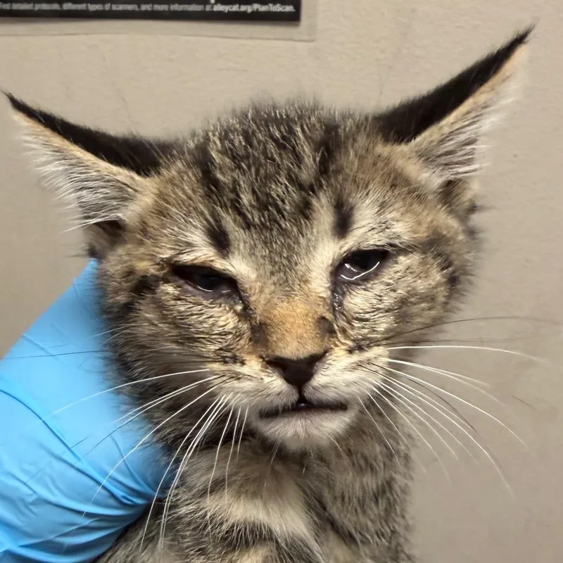 A baby small-sized male Brown / Chocolate Domestic Short Hair cat named Tucker for adoption in Yuma, AZ