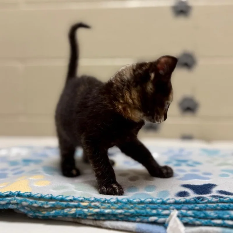 A baby small-sized female Tortoiseshell Domestic Short Hair cat named Raven for adoption in Caryville, TN