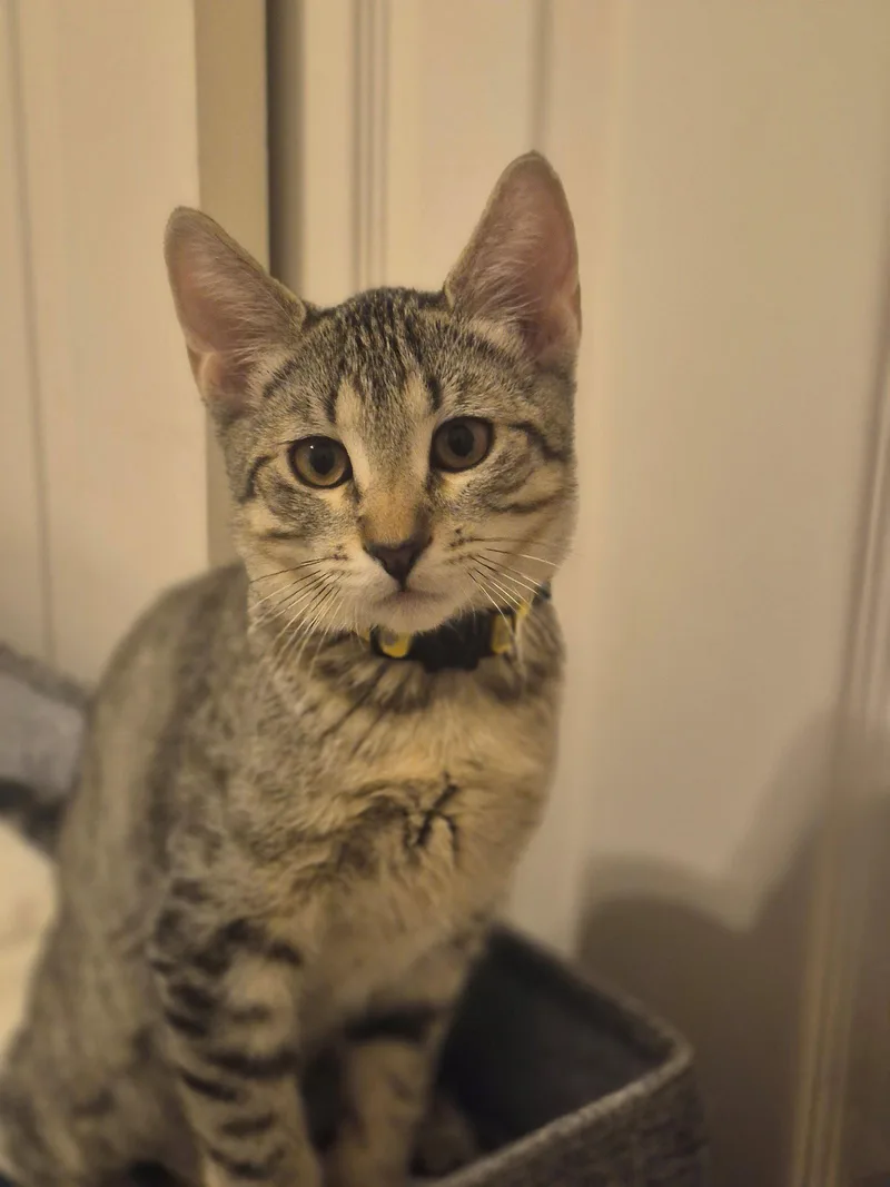 A young medium-sized female Domestic Short Hair cat named Poppy for adoption in Phoenix, AZ
