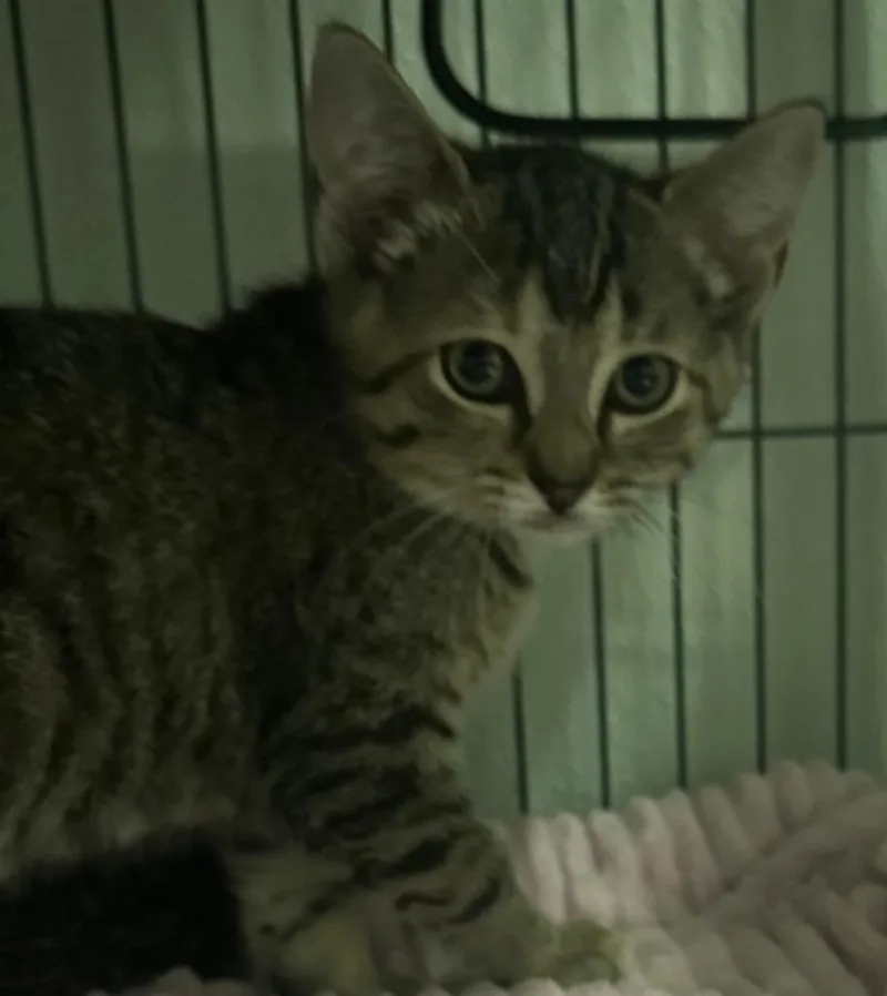 A baby medium-sized female Domestic Short Hair cat named Selene for adoption in Saginaw, MI