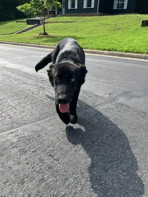 A young large-sized male Mixed Breed dog named Max for adoption in Dallas, TX