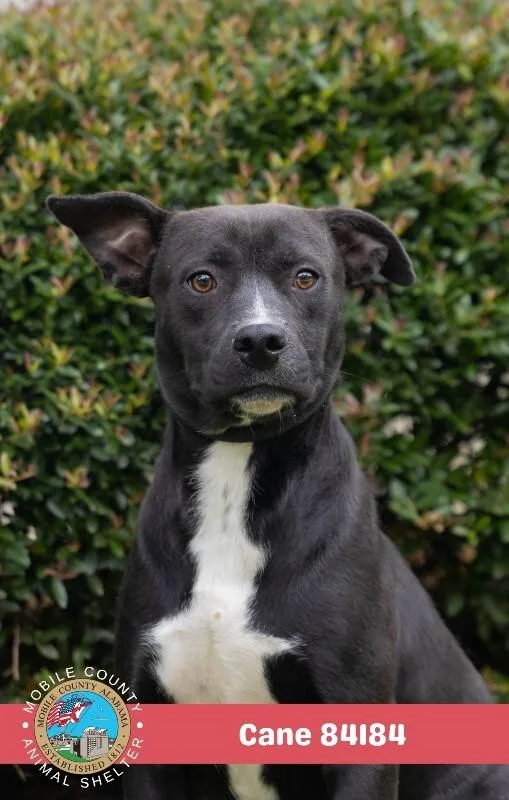 An adult medium-sized male Black Mixed Breed dog named Cane for adoption in Mobile, AL