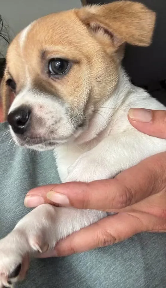 A baby small-sized male Chihuahua dog named Charlie Brown for adoption in Matthews, NC
