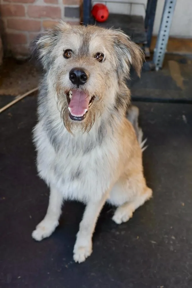 A young large-sized male Gray / Blue / Silver Irish Wolfhound dog named Teddy for adoption in TUCSON, AZ