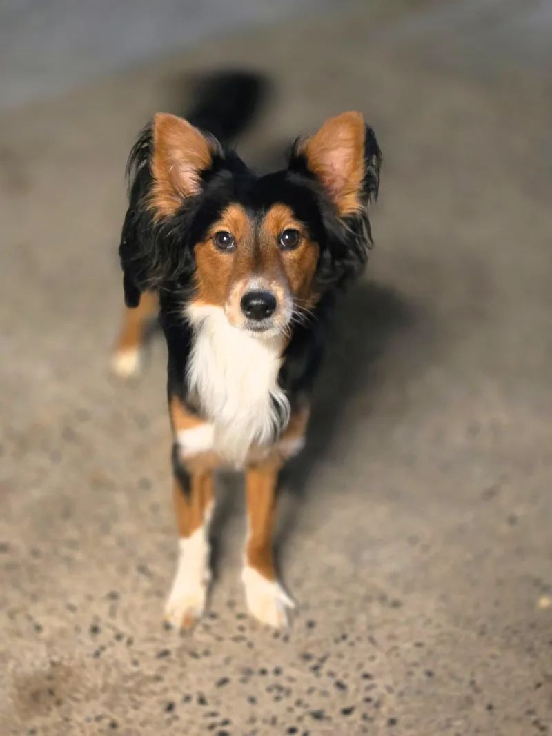 A young small-sized male Mixed Breed dog named Ramsey for adoption in Chatsworth, GA