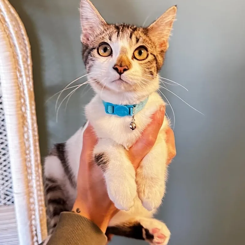 A baby medium-sized male Buff & White Domestic Short Hair cat named Clyde for adoption in Lincoln, NE