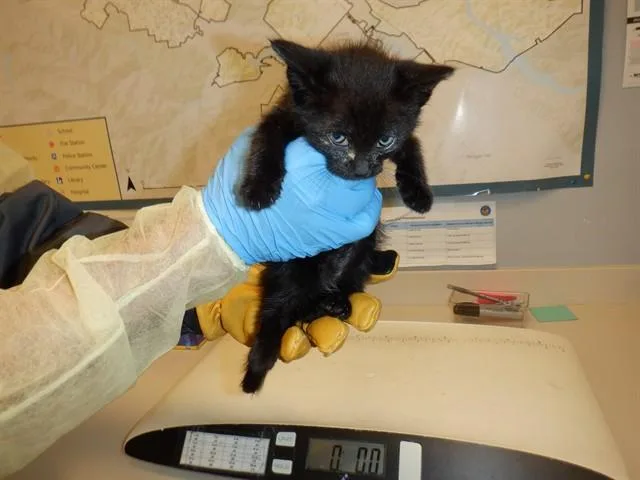 A baby small-sized male Domestic Medium Hair cat named Emilio for adoption in San Jose, CA