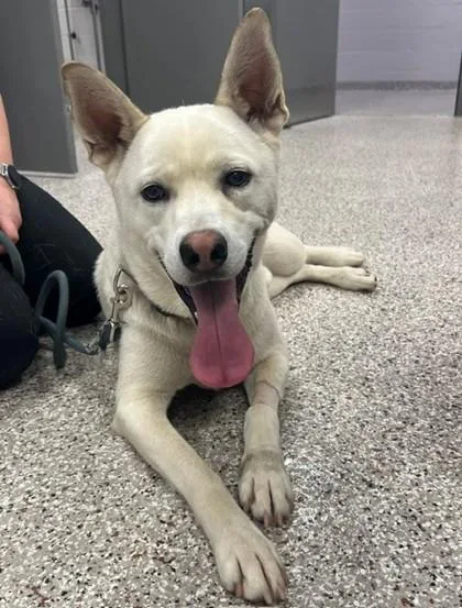 An adult medium-sized male Shepherd dog named Bo for adoption in Gastonia, NC