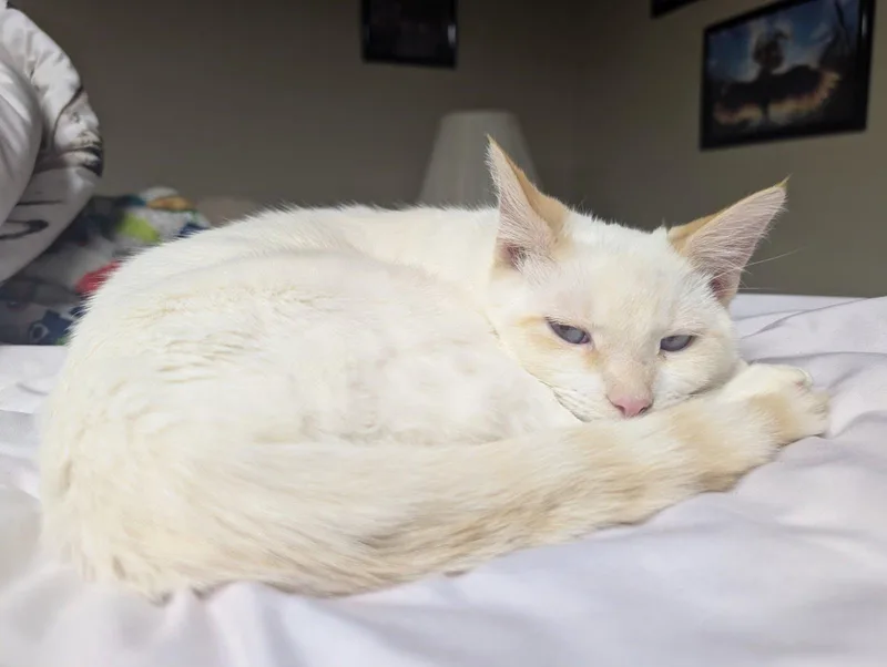 Cream Puff thumbnail 2