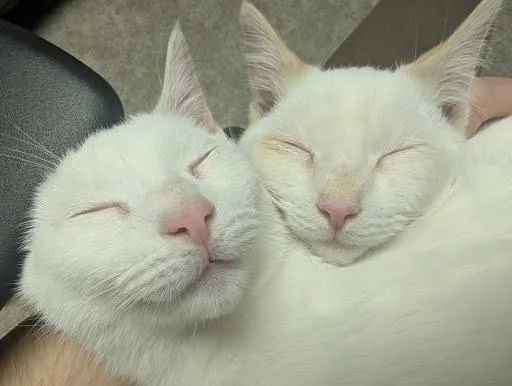 Cream Puff thumbnail 3