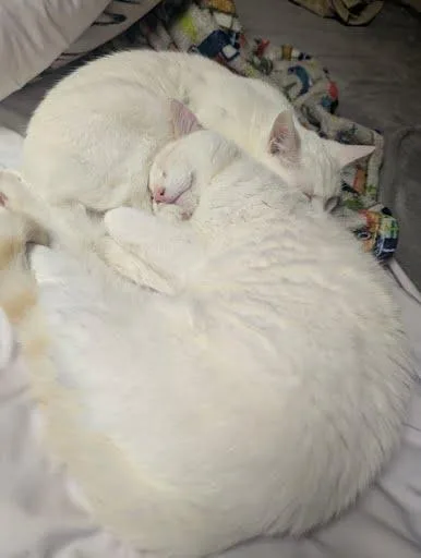 Cream Puff thumbnail 4