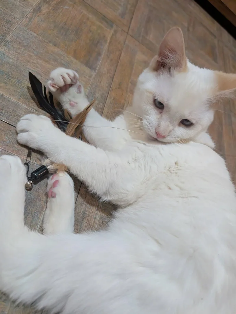 Cream Puff thumbnail 5