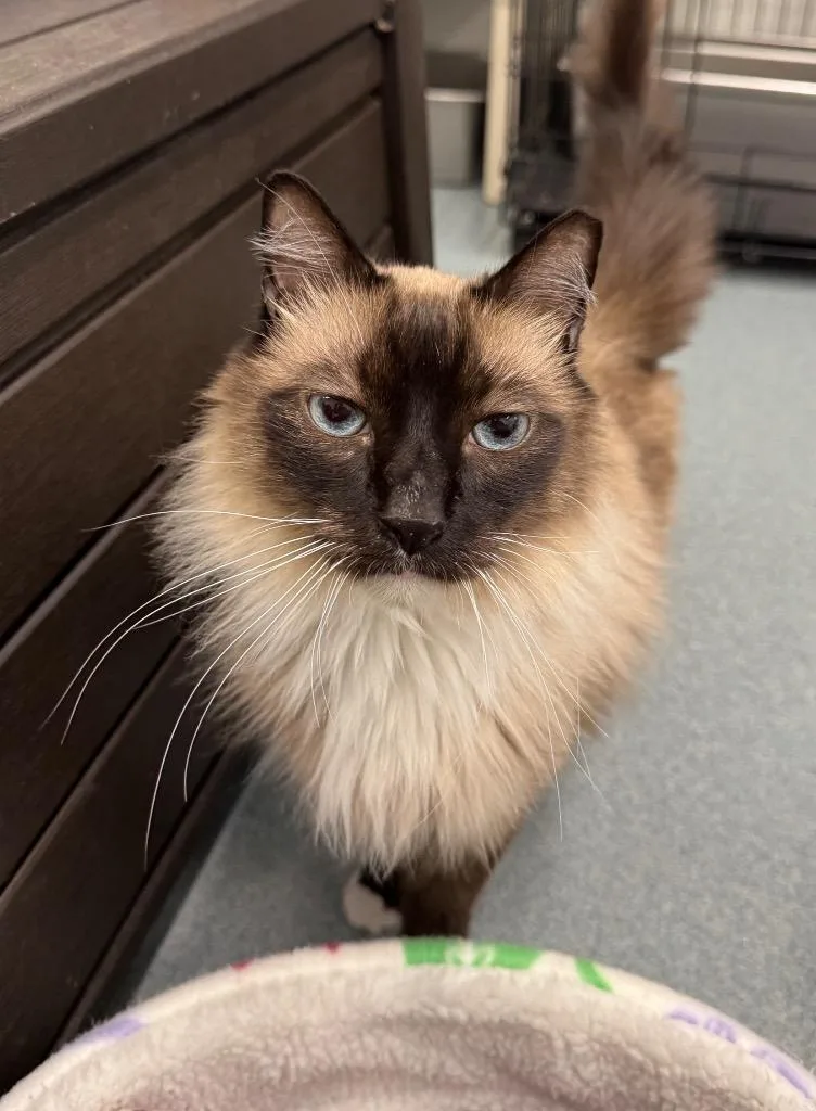 A senior medium-sized male Domestic Short Hair cat named Shadow for adoption in Cumberland, ME