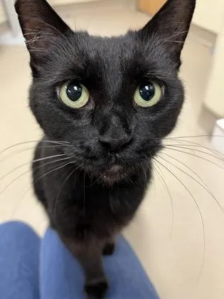 A senior medium-sized female Domestic Short Hair cat named Ambers for adoption in New Hope, PA