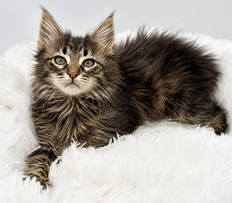 A baby medium-sized female Tabby (Brown / Chocolate) Maine Coon cat named Porcini for adoption in Covington, LA