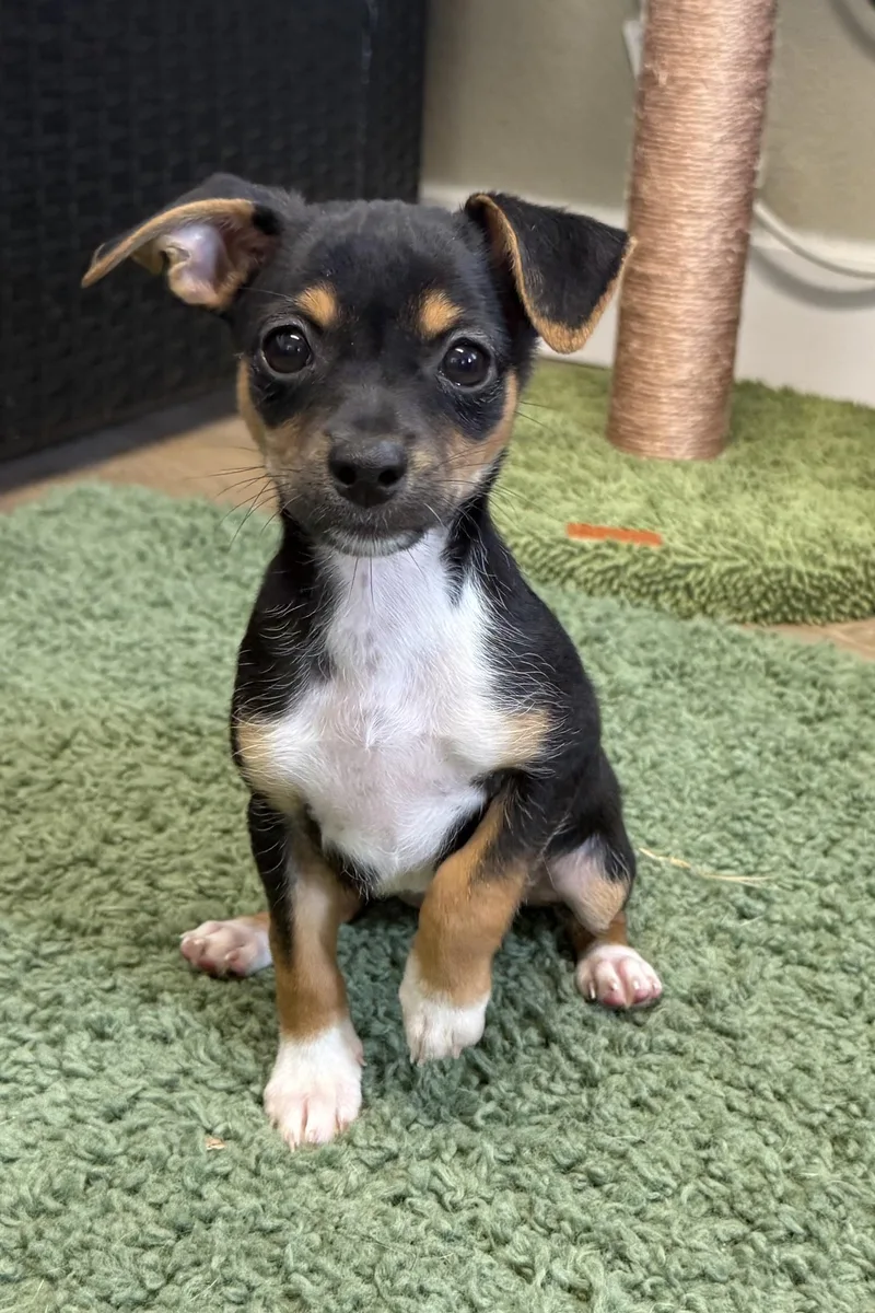 A young small-sized female Chihuahua dog named Sailor for adoption in Plant City, FL