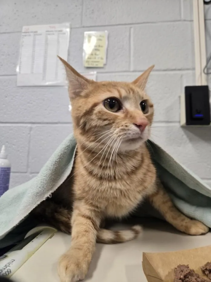An adult medium-sized male Domestic Short Hair cat named Granola for adoption in Hagerstown, MD