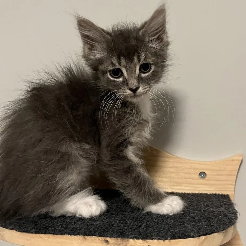 A baby small-sized male Gray / Blue / Silver Domestic Short Hair cat named Joey for adoption in Franklin, TN