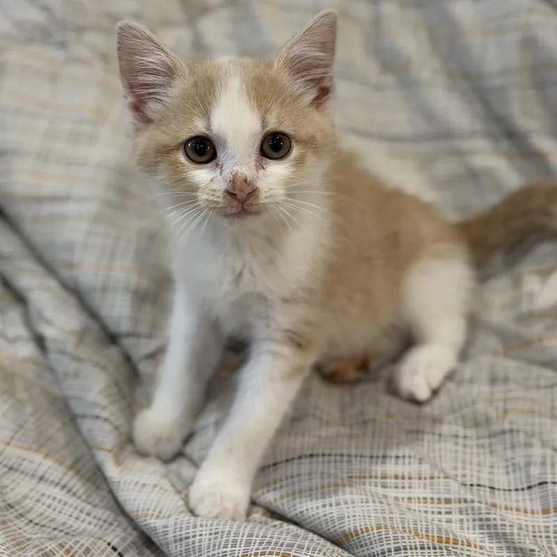 Nyxie
