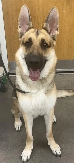A young large-sized male German Shepherd Dog dog named King Ra for adoption in Upper Marlboro, MD
