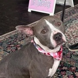 An adult medium-sized female Gray / Blue / Silver American Staffordshire Terrier dog named Juniper for adoption in Yukon, OK