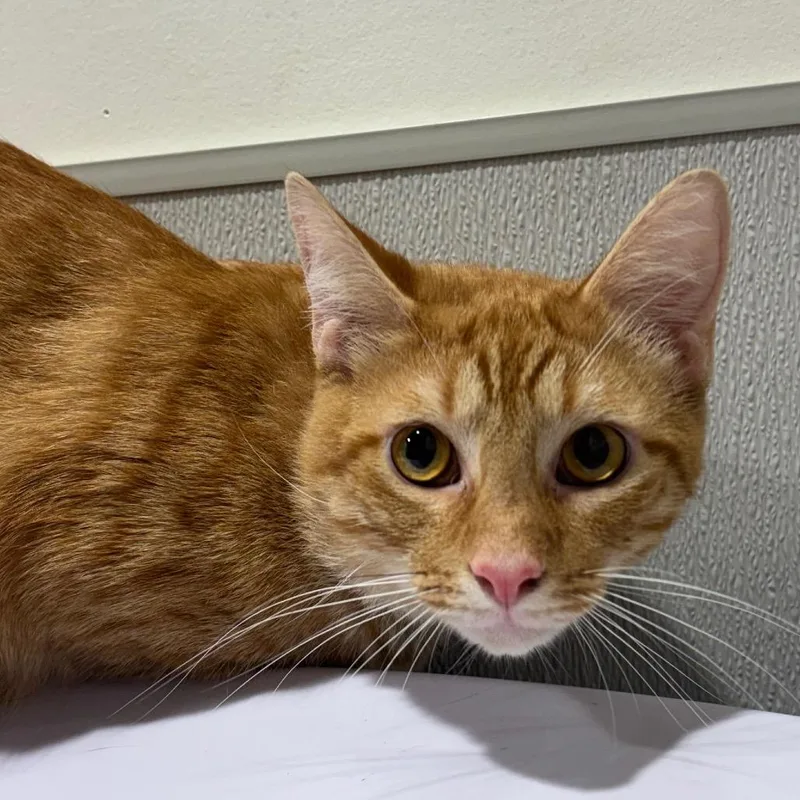 An adult medium-sized male Orange / Red Domestic Short Hair cat named Gus for adoption in Tampa, FL