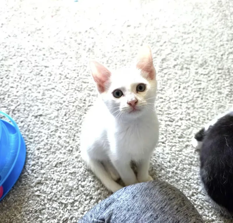 A baby medium-sized male White Domestic Short Hair cat named Frost for adoption in Greensboro, NC
