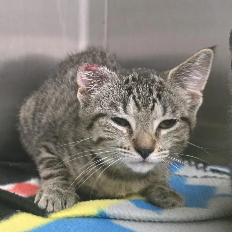 A baby small-sized female Brown / Chocolate Domestic Short Hair cat named Lefty for adoption in Fort Wayne, IN