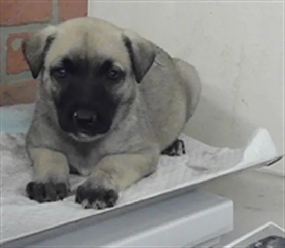 A baby small-sized female German Shepherd Dog dog named Margarita for adoption in Houston, TX