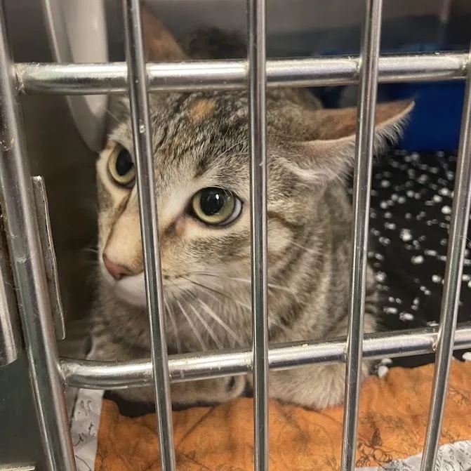 An adult medium-sized female Brown / Chocolate Domestic Short Hair cat named Rosie for adoption in Port Charlotte, FL