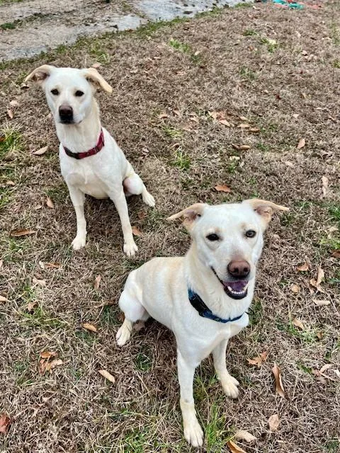 An adult medium-sized female Labrador Retriever dog named Pearl for adoption in Mocksville, NC